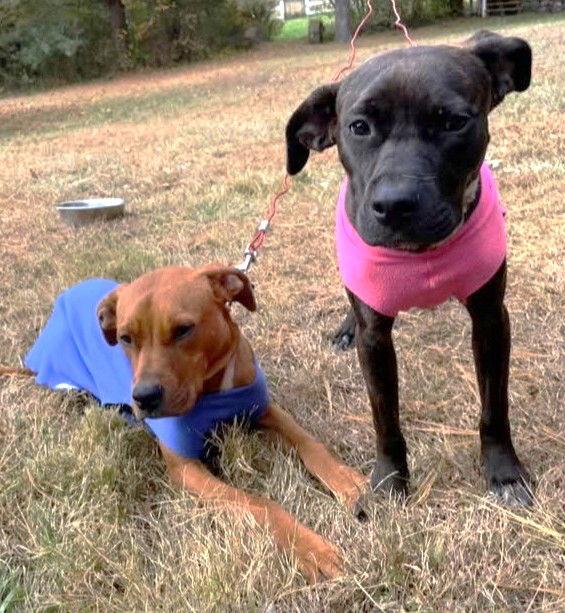 XP Macie & Mackley - Roxbury, NJ, Adoptable, Young Female Pit Bull Terrier.