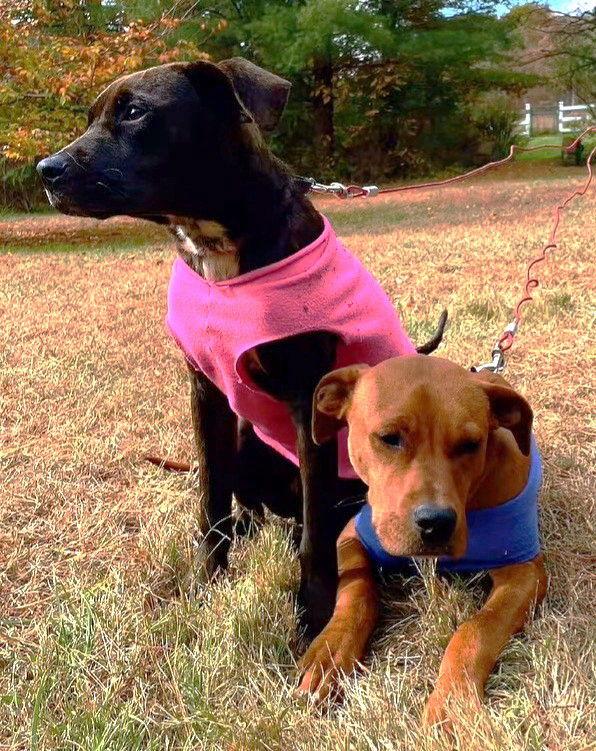 Enlarge XP Macie & Mackley - Roxbury, NJ, a Adoptable Pit Bull Terrier in Boonton, NJ image 2/3