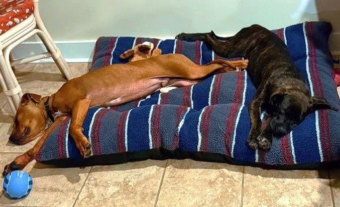 Enlarge XP Macie & Mackley - Roxbury, NJ, a Adoptable Pit Bull Terrier in Boonton, NJ image 3/3