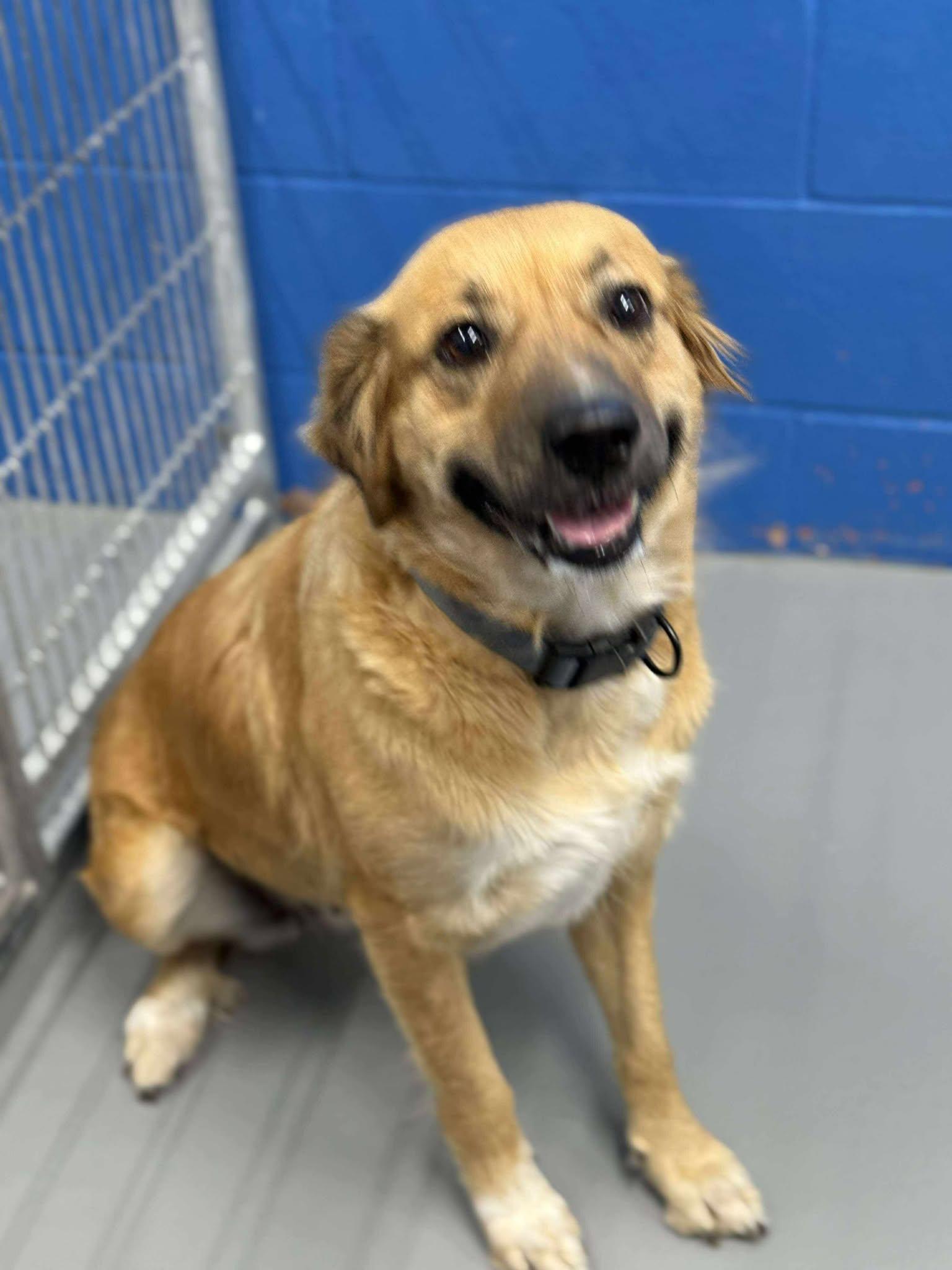 Enlarge Allison (Obedience Trained), a Adoptable mixed breed in Maryville, MO image 2/3