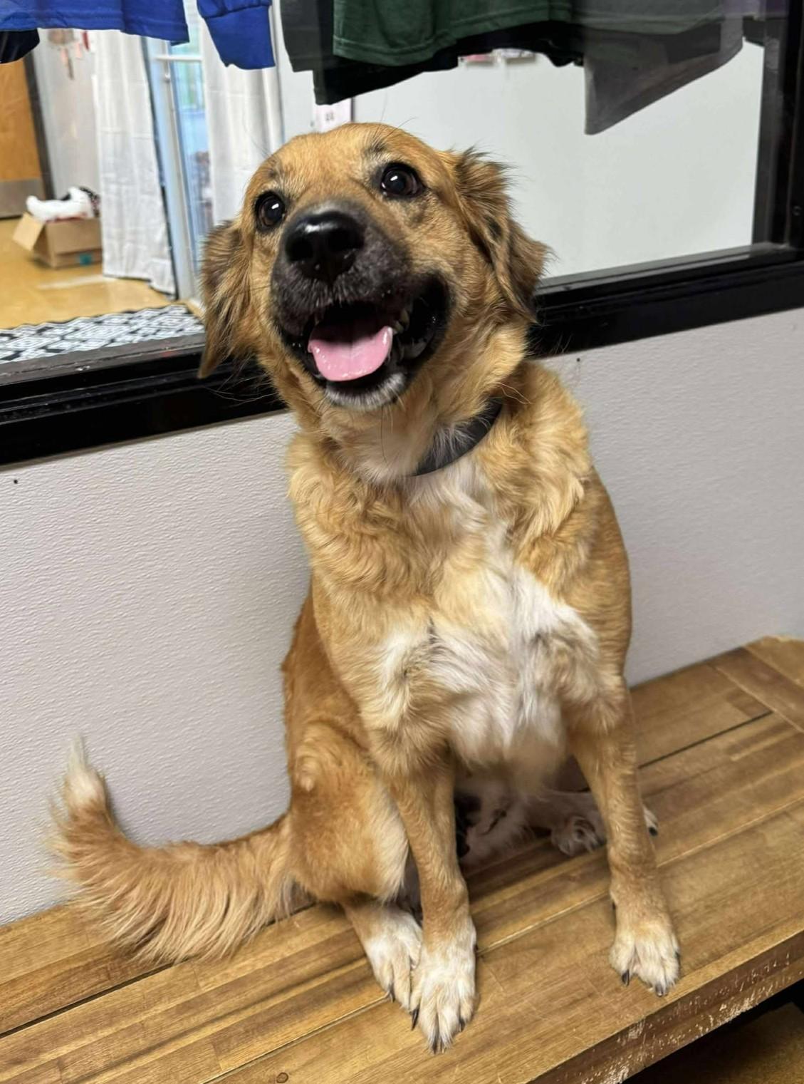 Allison (Obedience Trained), Adoptable, Adult Female Golden Retriever & Shepherd.