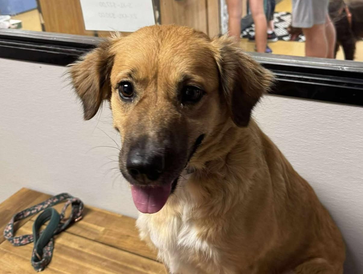 Enlarge Allison (Obedience Trained), a Adoptable mixed breed in Maryville, MO image 3/3