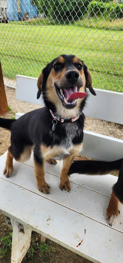 Duke 157-26 (Cell Program), a ADOPTABLE mixed breed in Cambridge, OH image 3/6
