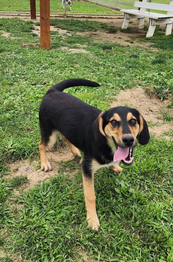 Duke 157-26 (Cell Program), a ADOPTABLE mixed breed in Cambridge, OH image 1/6
