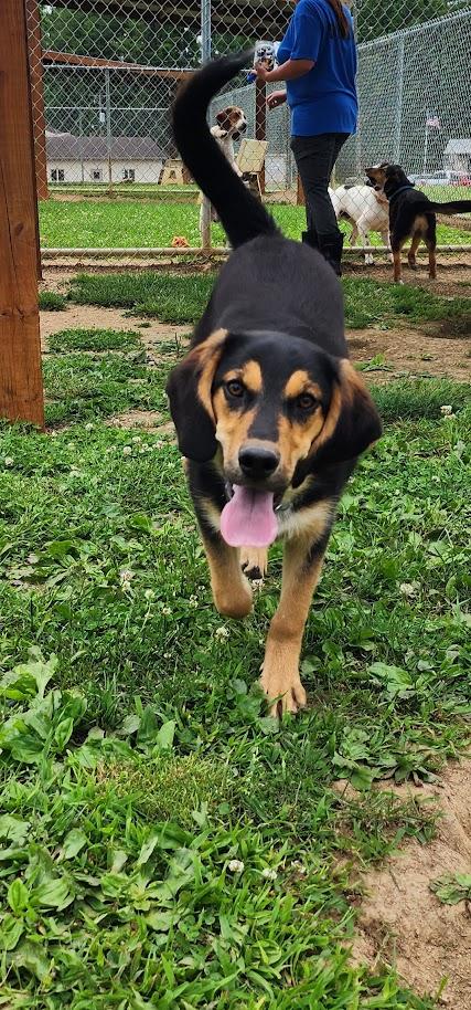 Duke 157-26 (Cell Program), a ADOPTABLE mixed breed in Cambridge, OH image 2/6