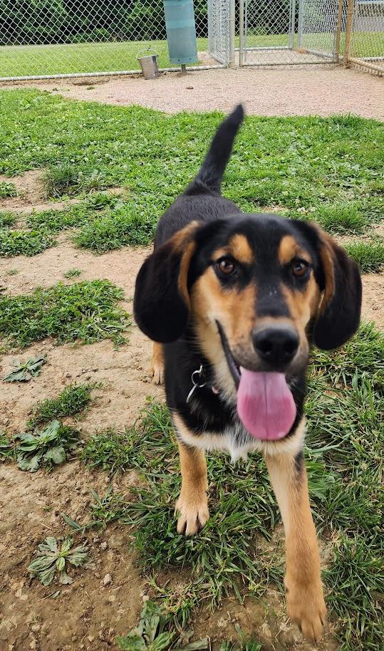 Duke 157-26 (Cell Program), a ADOPTABLE mixed breed in Cambridge, OH image 6/6