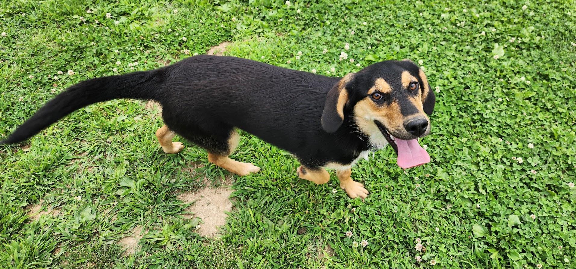 Duke 157-26 (Cell Program), a ADOPTABLE mixed breed in Cambridge, OH image 4/6
