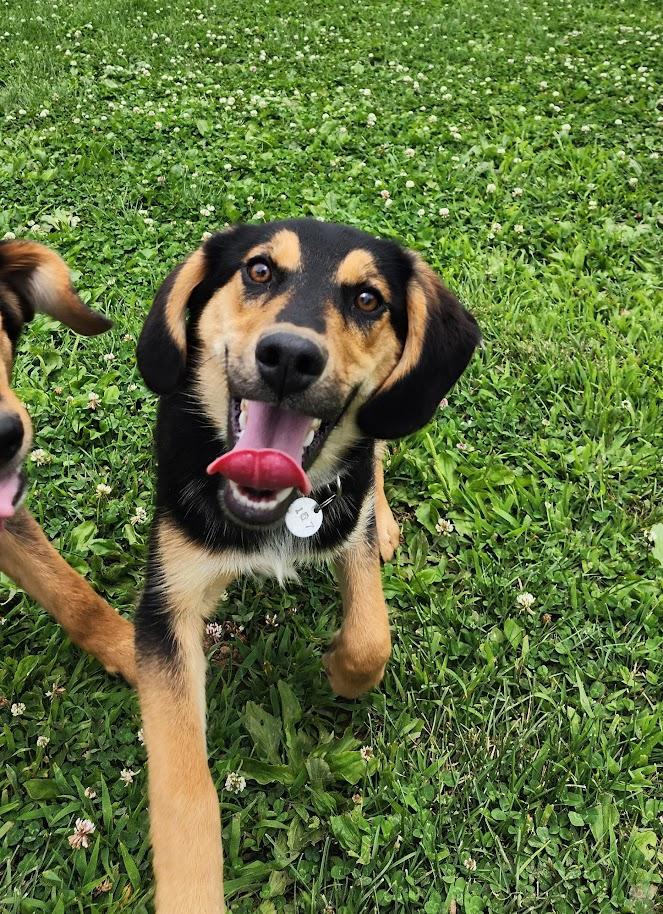 Duke 157-26 (Cell Program), a ADOPTABLE mixed breed in Cambridge, OH image 5/6