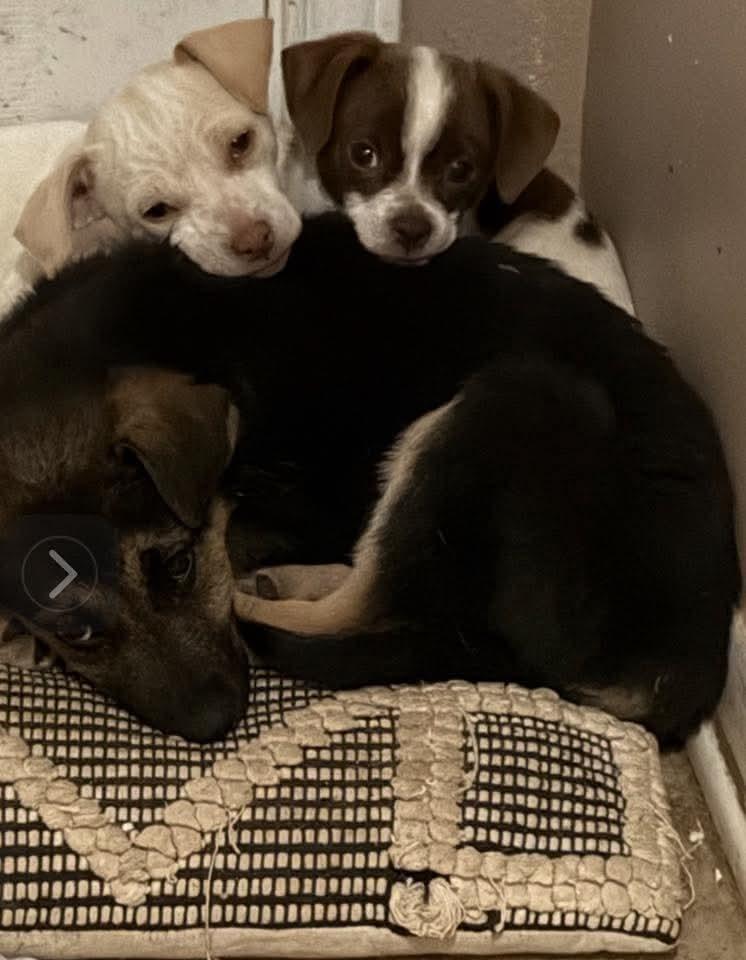 Ernie, a Adoptable mixed breed in Waunakee, WI image 1/3