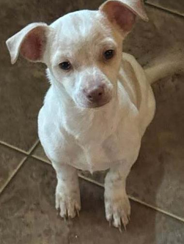 Ernie, a Adoptable mixed breed in Waunakee, WI image 2/3