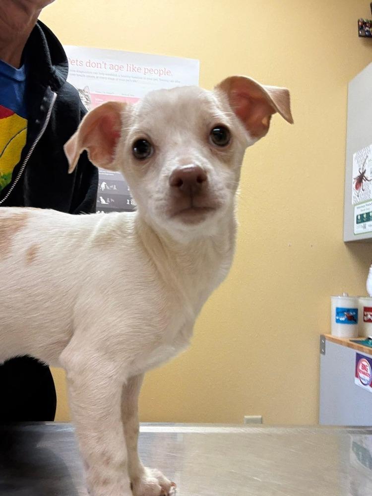 Ernie, a Adoptable mixed breed in Waunakee, WI image 3/3