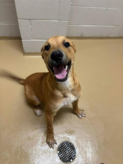 HEMINGWAY, Adoptable, Young Male Black Mouth Cur & Mixed Breed.