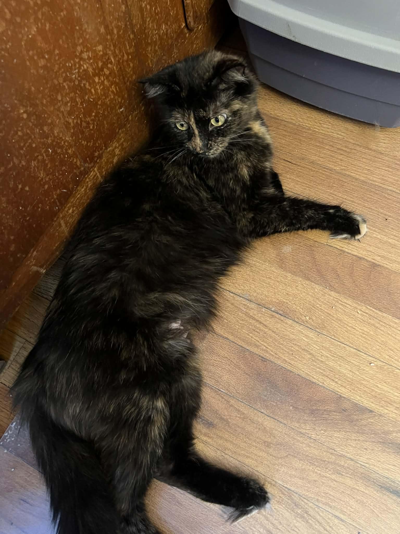 Jade, ADOPTABLE, Adult Female Domestic Short Hair.