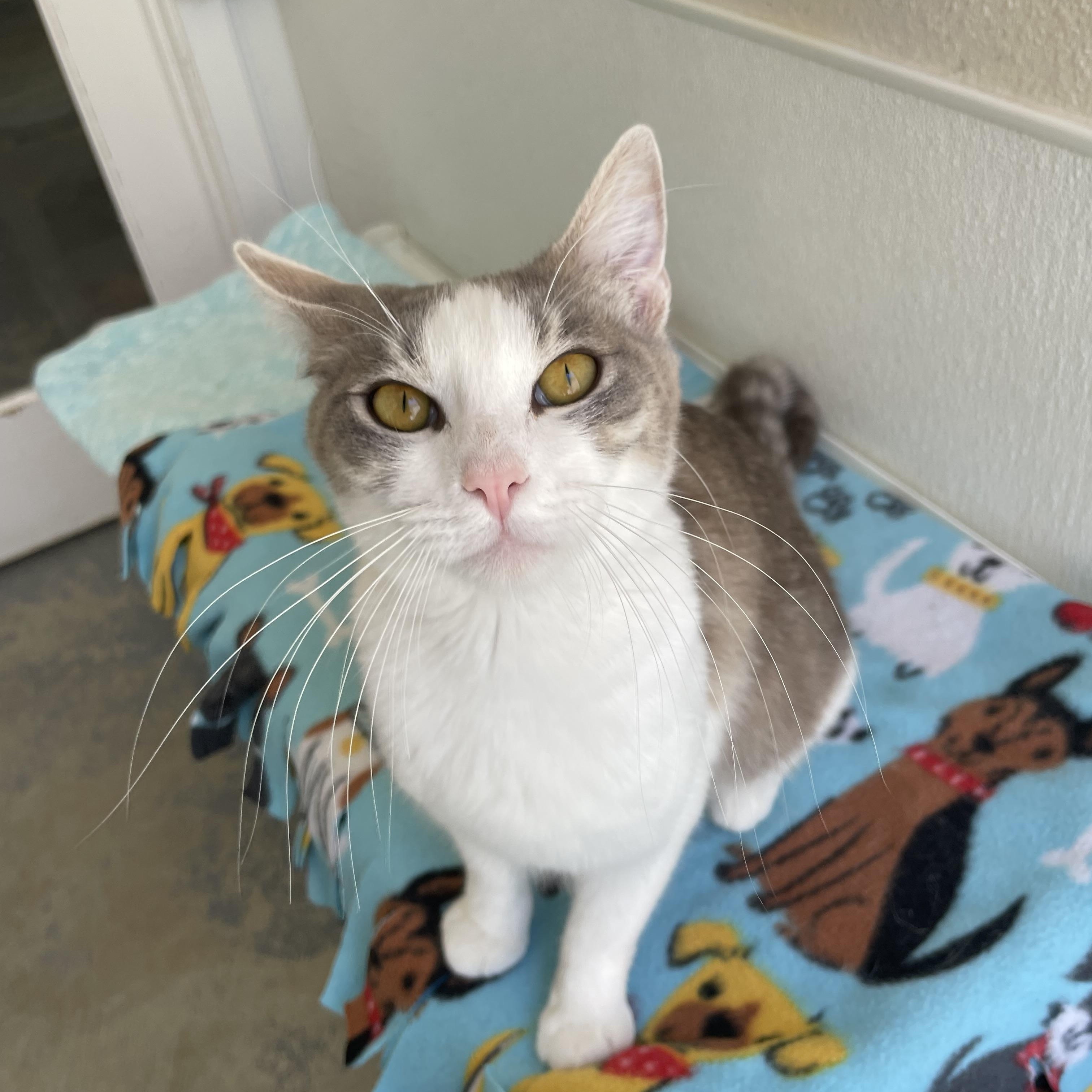 Nora, ADOPTABLE, Young Female Domestic Short Hair.