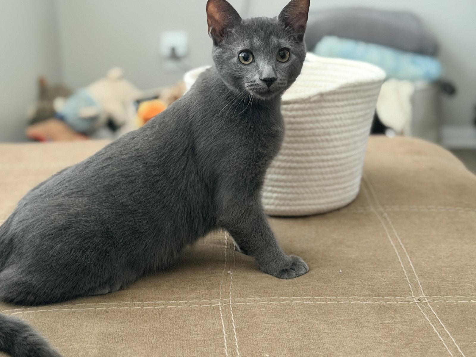 Enlarge Merlin, a Adoptable mixed breed in Columbus, OH image 2/3