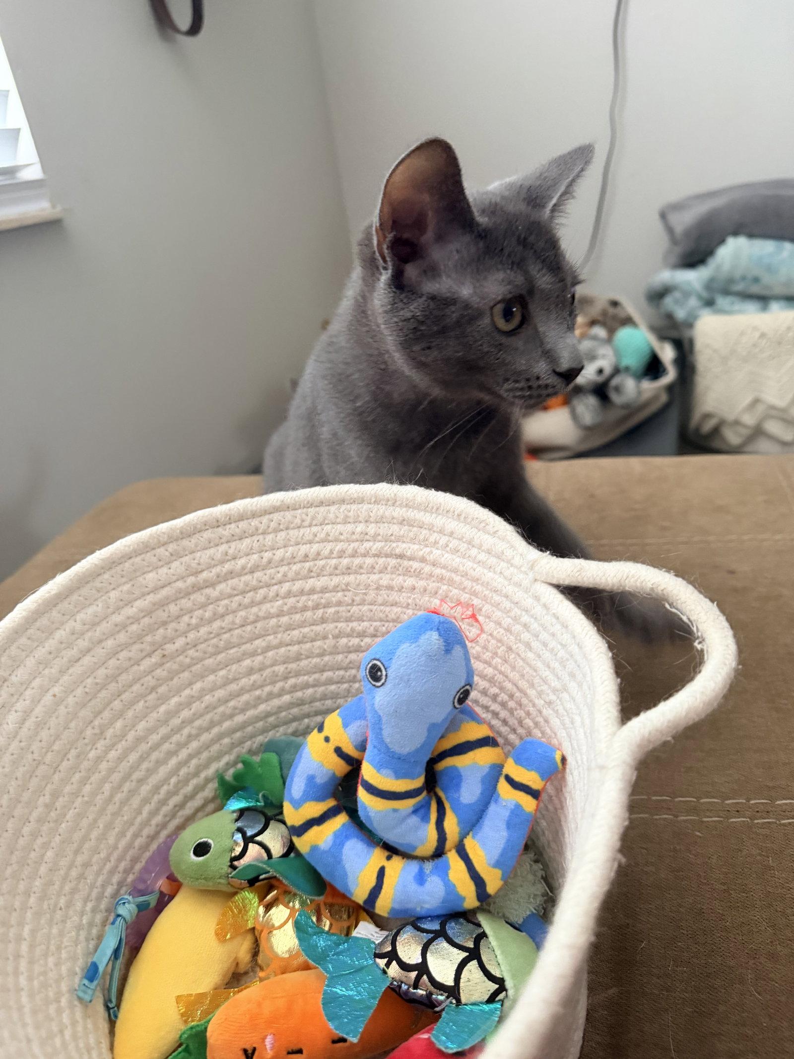 Enlarge Merlin, a Adoptable mixed breed in Columbus, OH image 3/3
