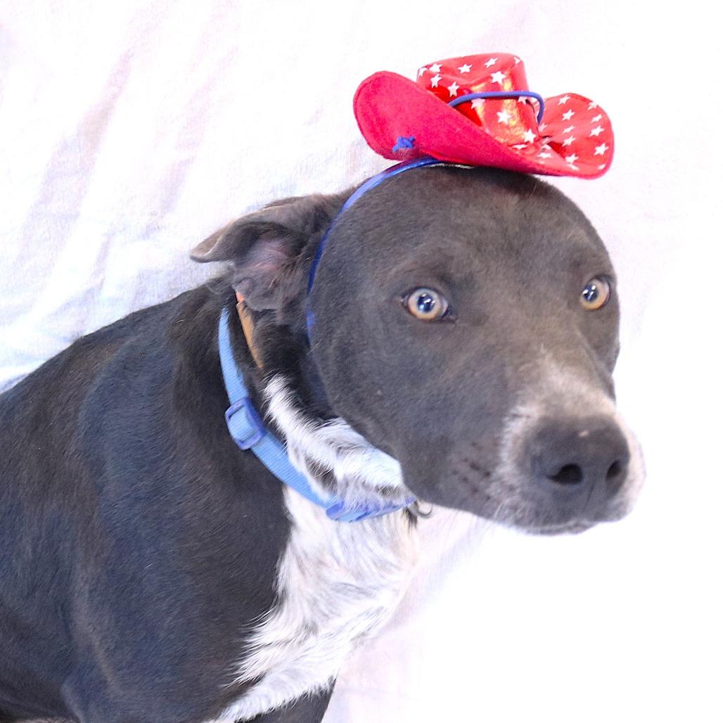 Nylo, Adoptable, Young Male Pit Bull Terrier & Australian Cattle Dog / Blue Heeler.