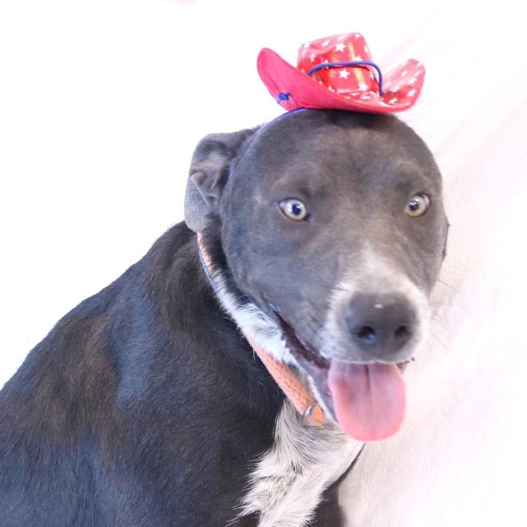 Nylo, a Adoptable mixed breed in Rifle, CO image 2/6