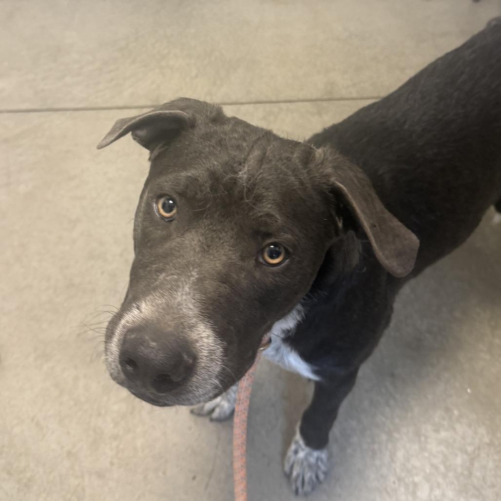 Nylo, a Adoptable mixed breed in Rifle, CO image 3/6