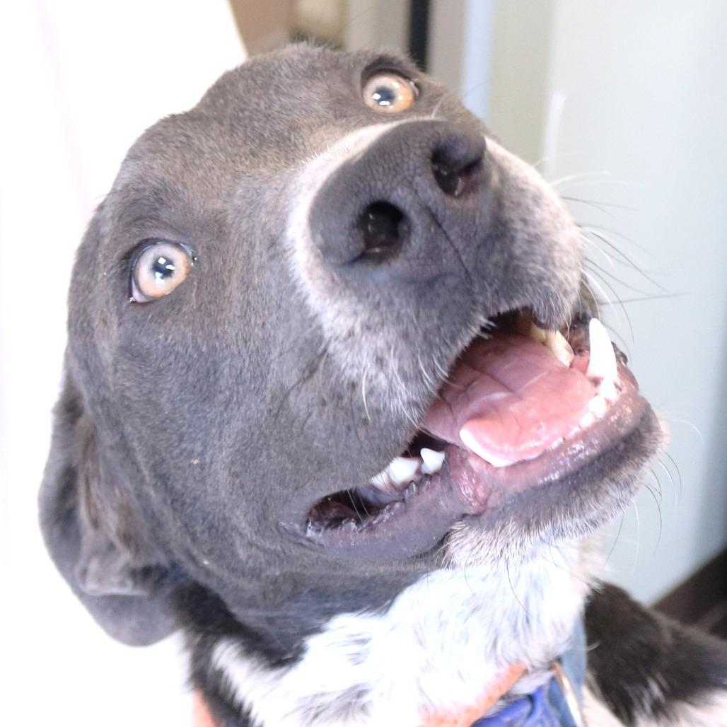 Nylo, a Adoptable mixed breed in Rifle, CO image 4/6
