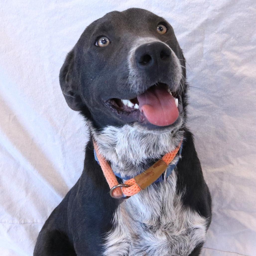 Nylo, a Adoptable mixed breed in Rifle, CO image 5/6