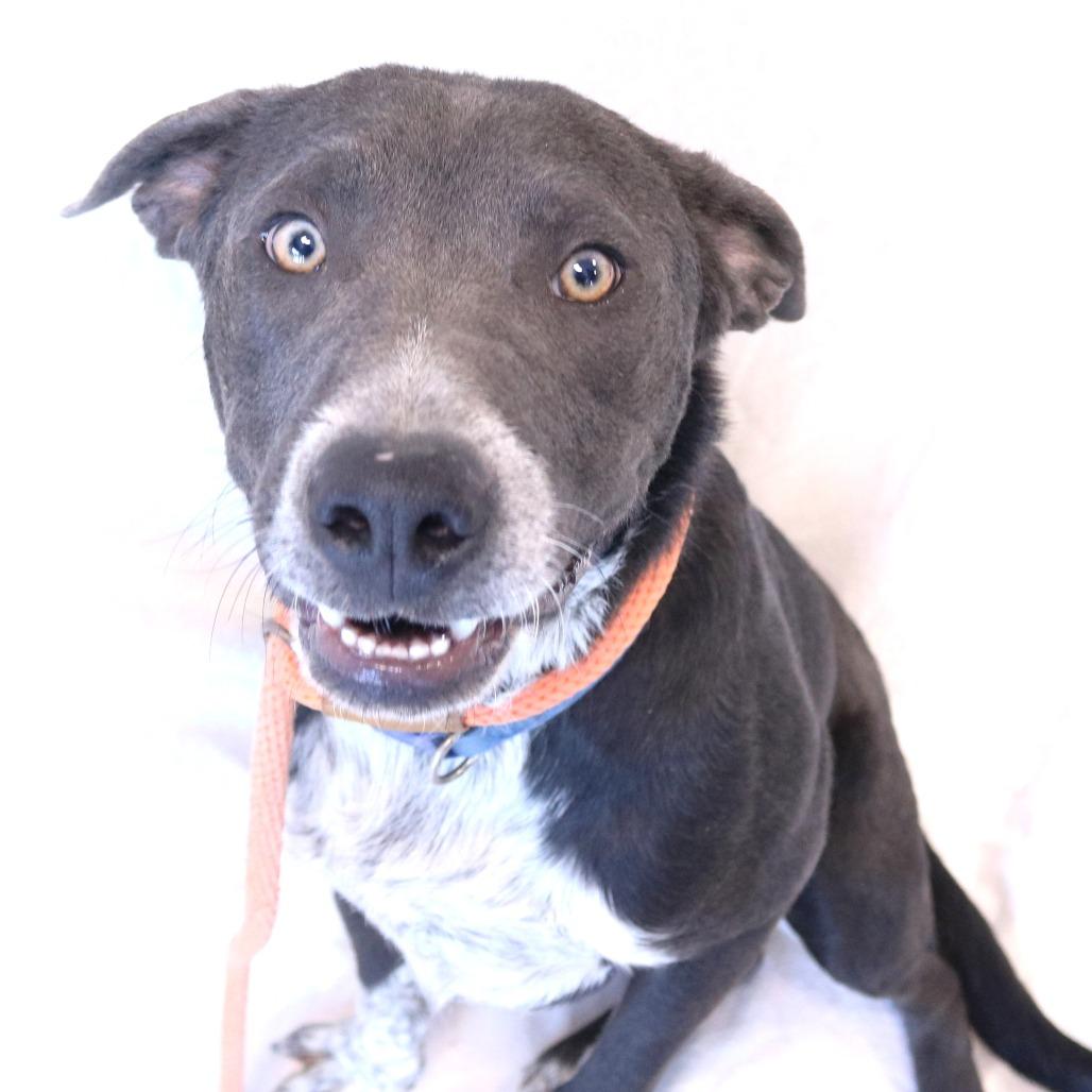 Nylo, a Adoptable mixed breed in Rifle, CO image 6/6