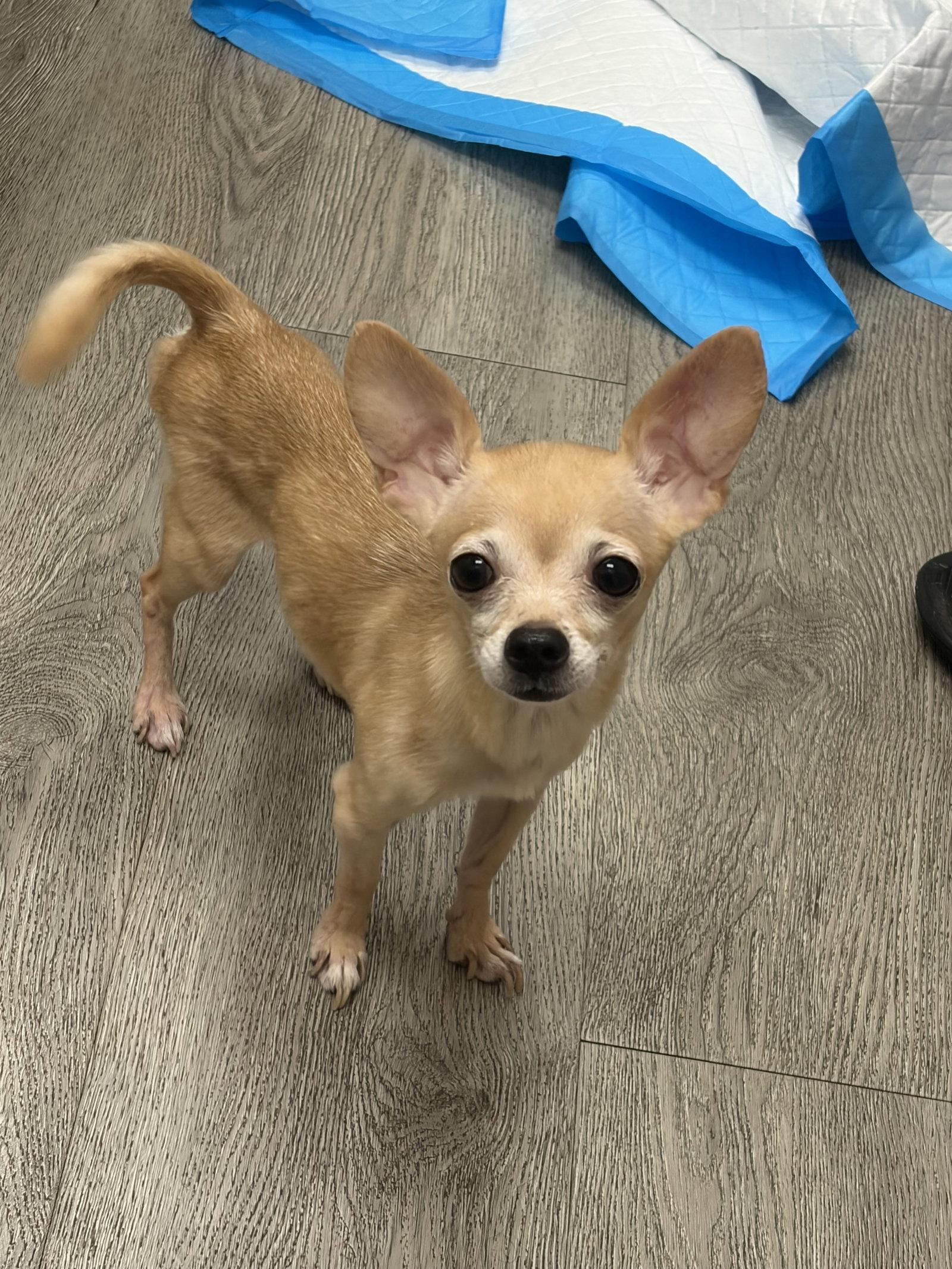 Prince, Adoptable, Young Male Chihuahua & Chihuahua.