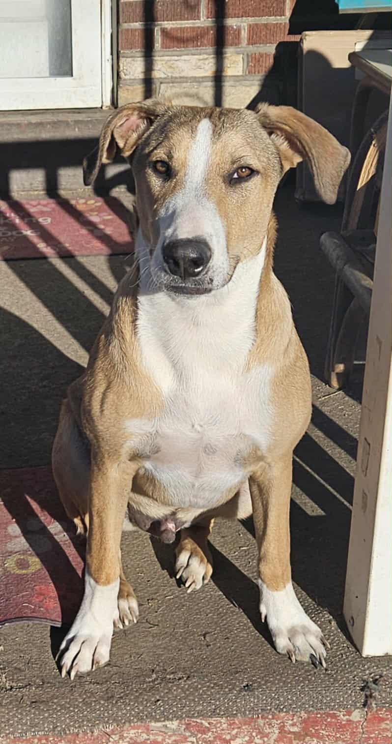 Maverick thumbnail 4