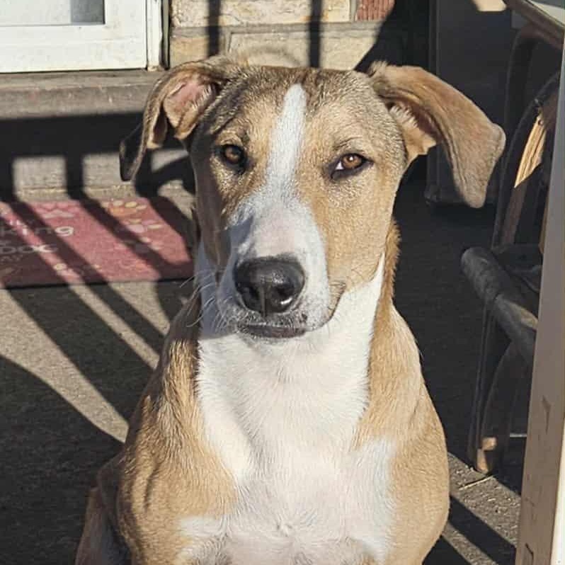 Enlarge Maverick, a Adoptable Mixed Breed in Smithton, PA image 2/4