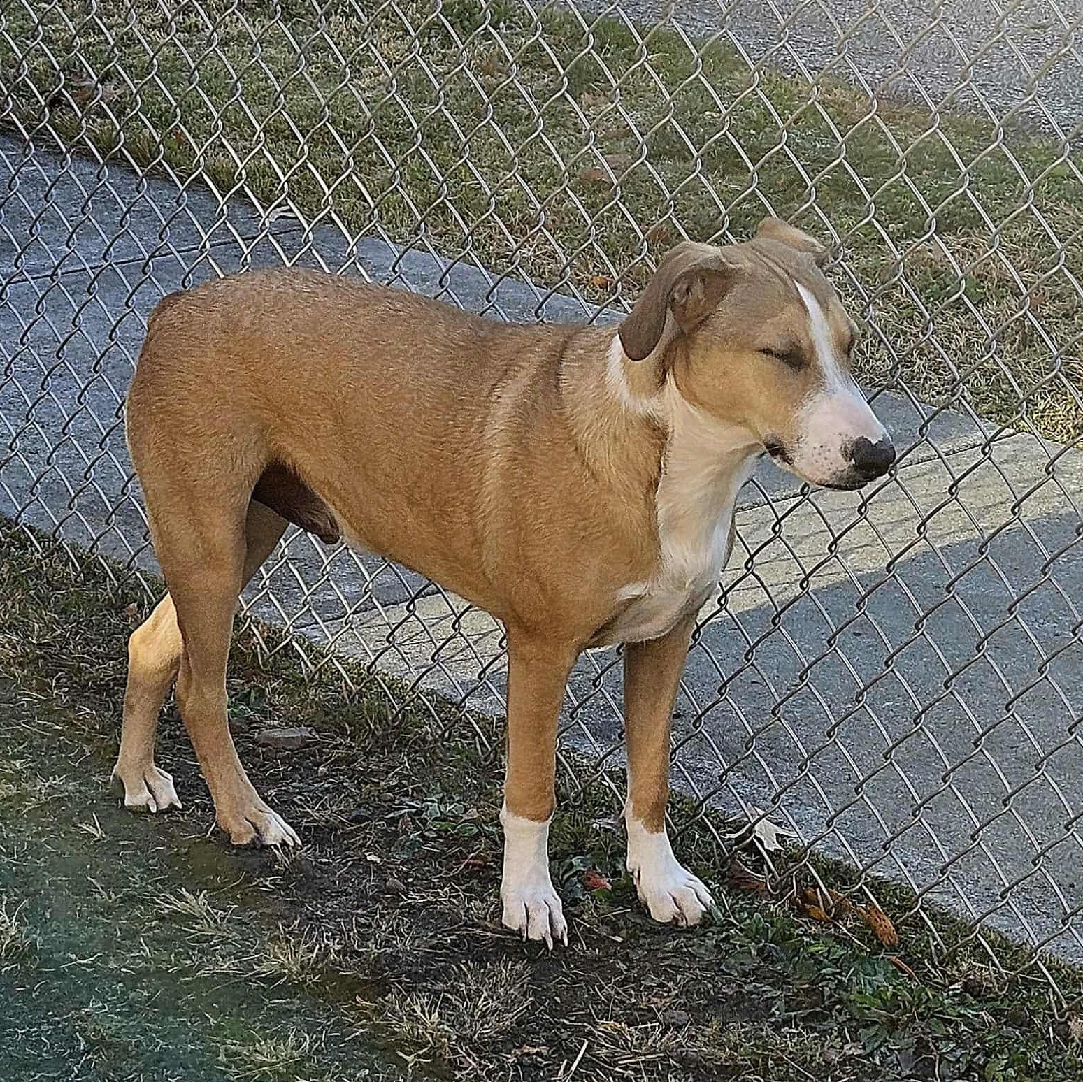 Enlarge Maverick, a Adoptable Mixed Breed in Smithton, PA image 3/4