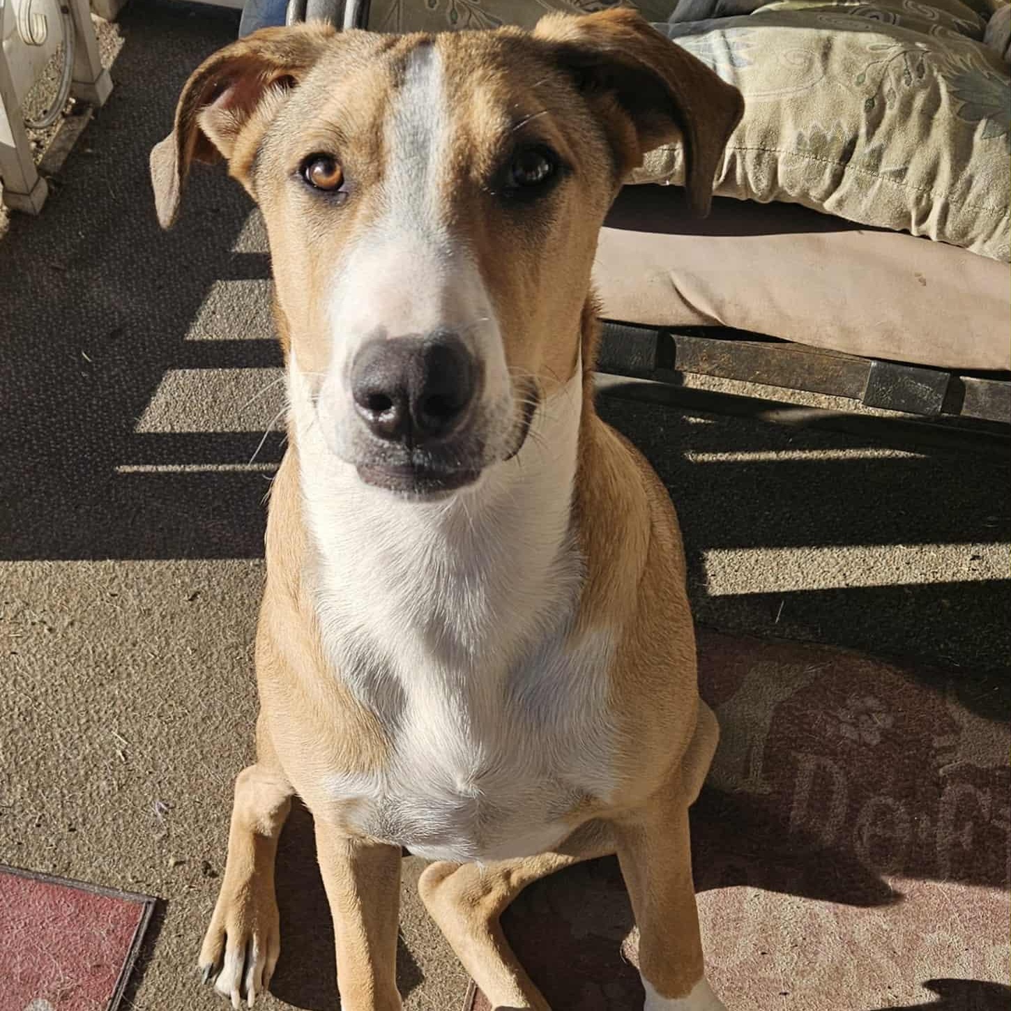 Maverick, Adoptable, Puppy Male Mixed Breed.