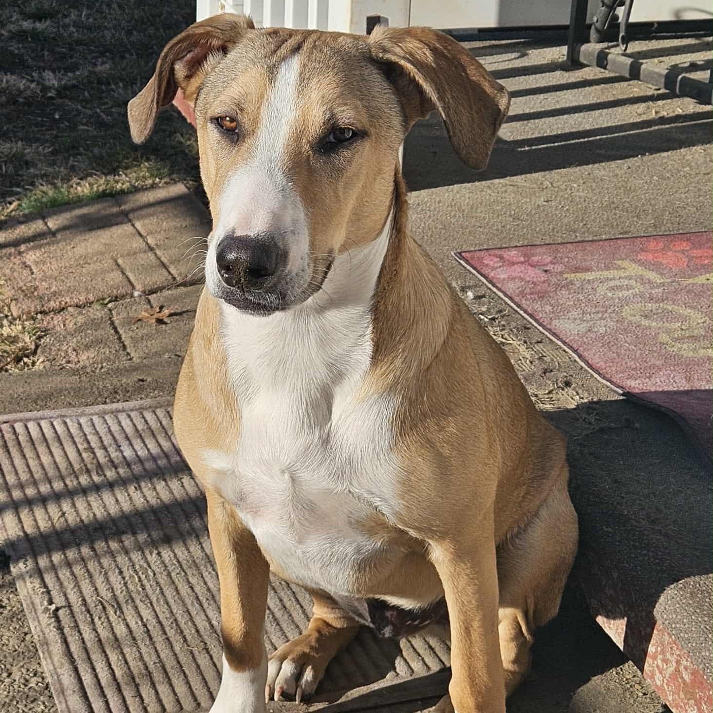Enlarge Maverick, a Adoptable Mixed Breed in Smithton, PA image 4/4