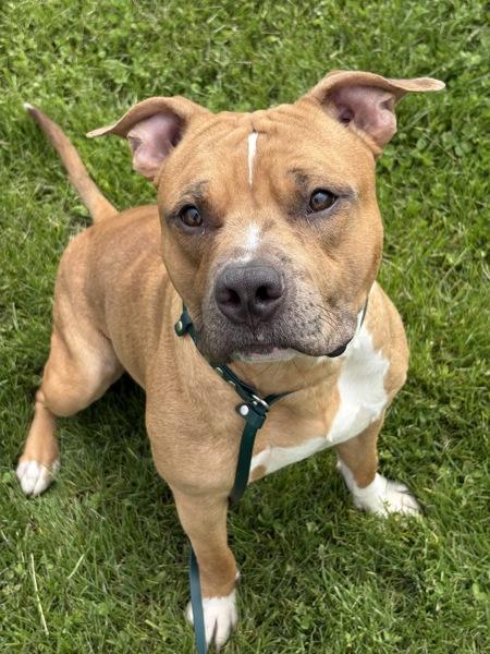 Enlarge Goldfinder, a Adoptable mixed breed in Lancaster, OH image 1/1