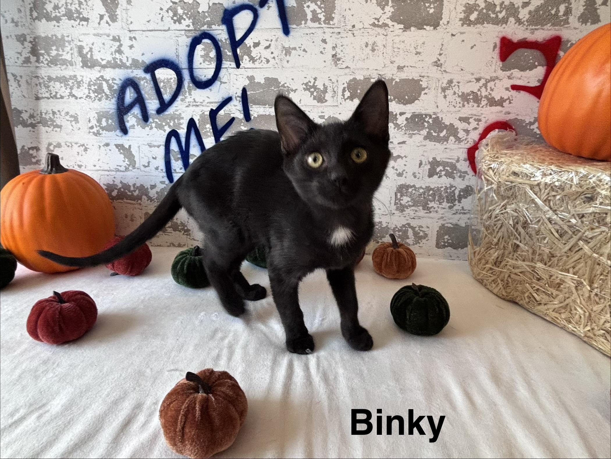 Enlarge Binky, a ADOPTABLE Domestic Short Hair in queen creek, AZ image 1/2