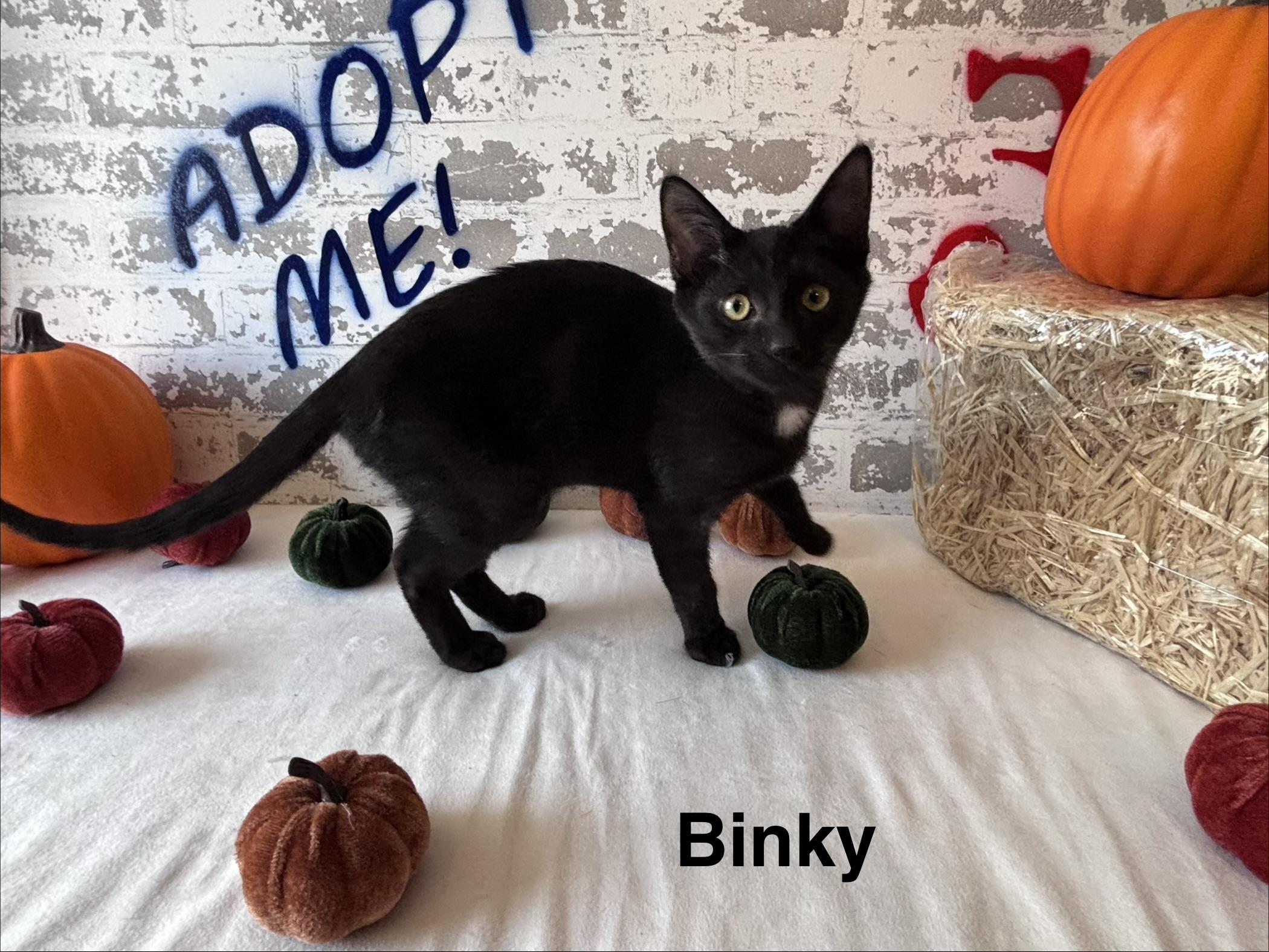 Enlarge Binky, a ADOPTABLE Domestic Short Hair in queen creek, AZ image 2/2