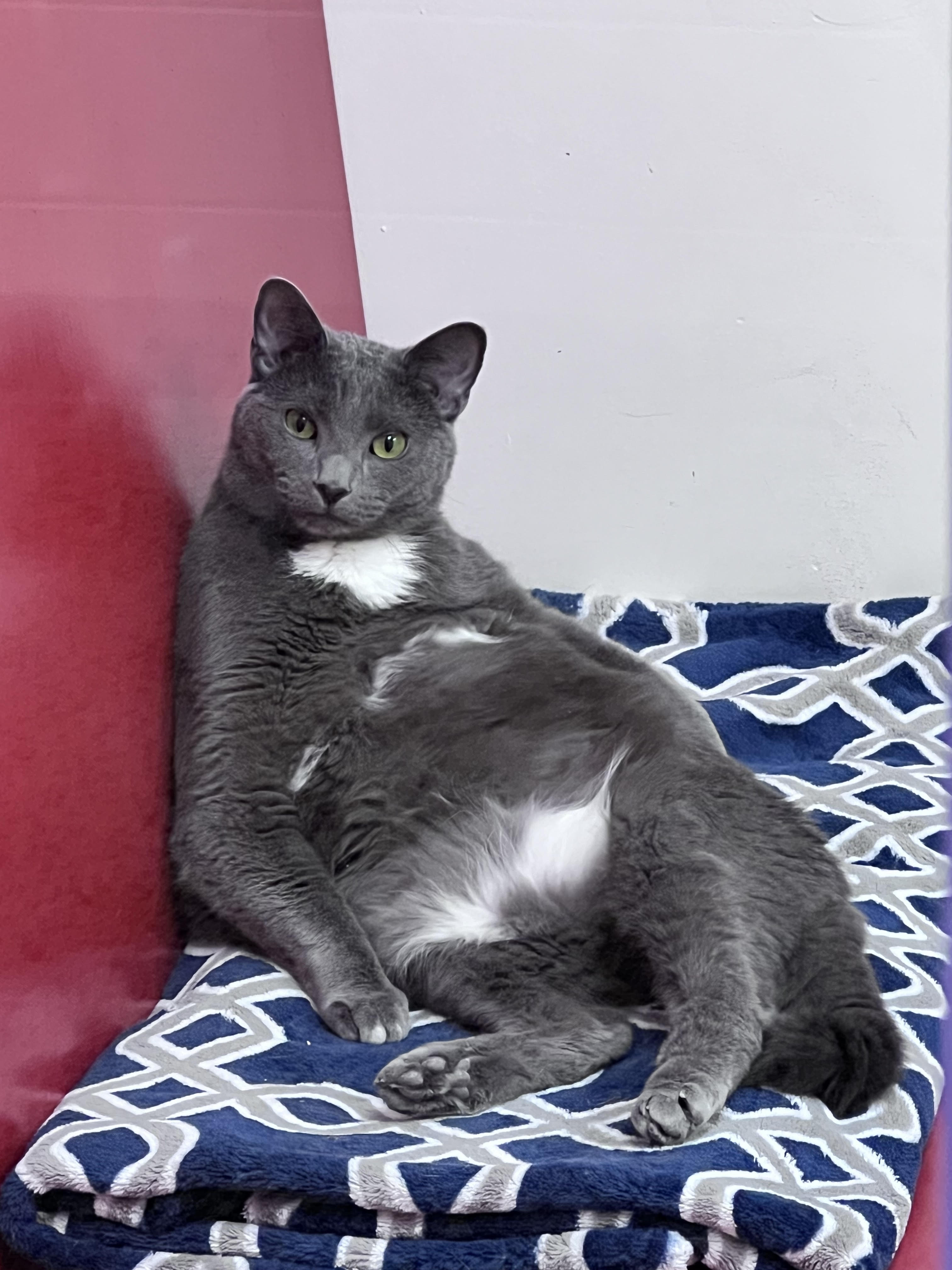 Silas, a Adoptable Domestic Short Hair in Richboro, PA image 2/6