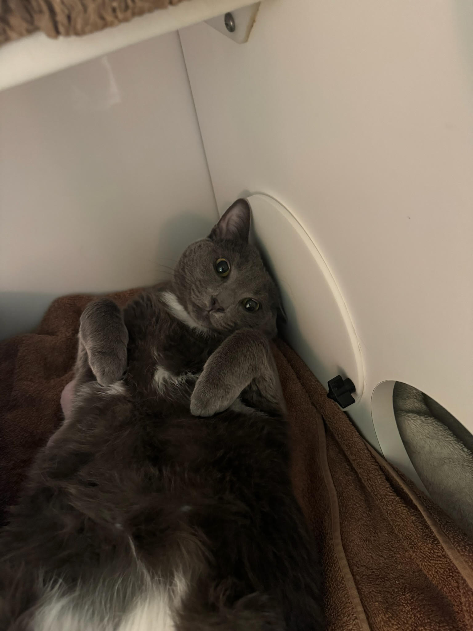 Silas, a Adoptable Domestic Short Hair in Richboro, PA image 3/6