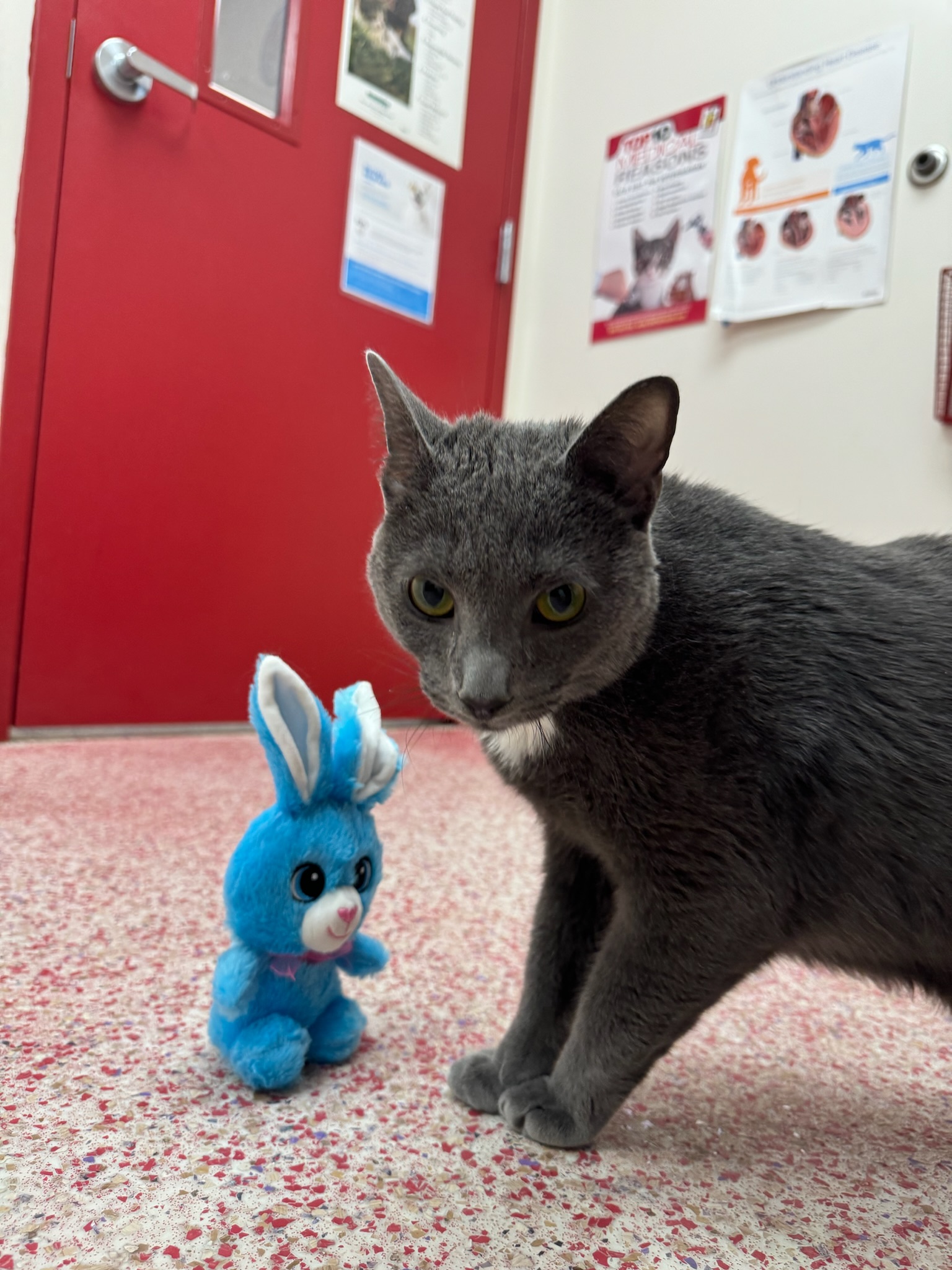 Silas, a Adoptable Domestic Short Hair in Richboro, PA image 6/6