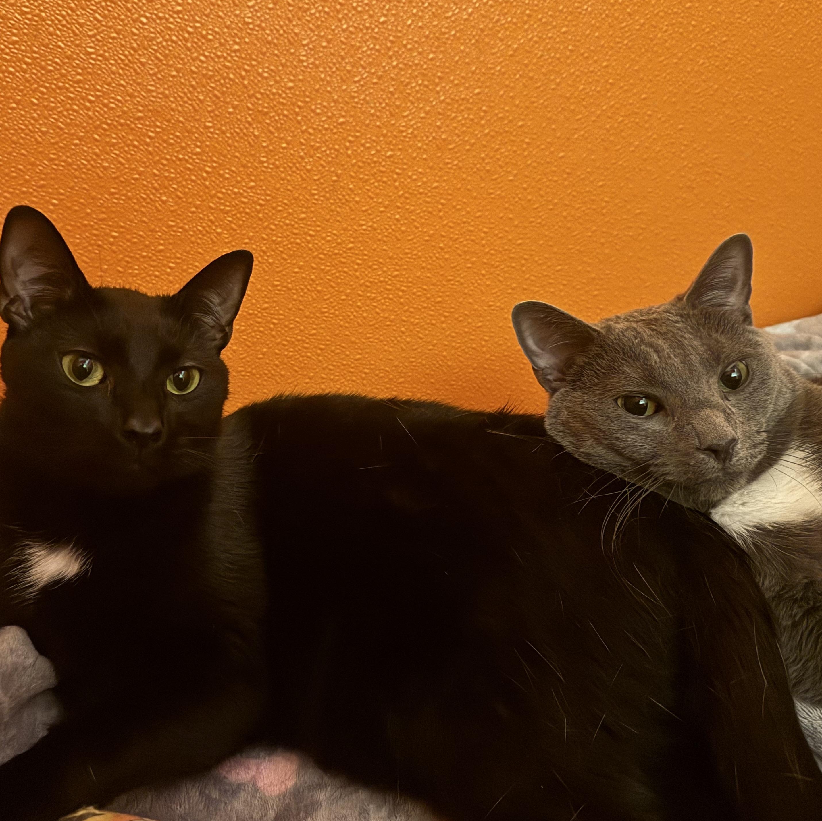 Silas, a Adoptable Domestic Short Hair in Richboro, PA image 1/6