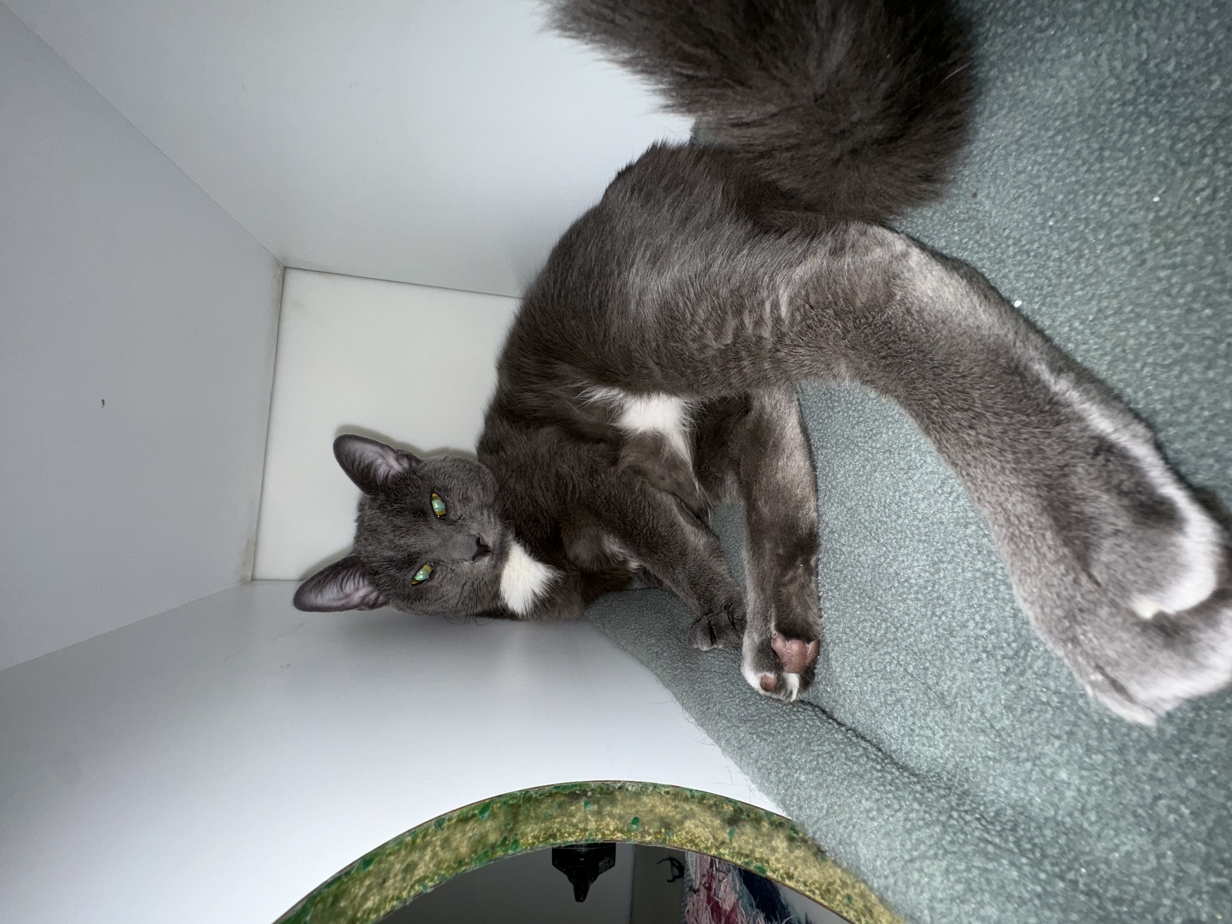 Silas, a Adoptable Domestic Short Hair in Richboro, PA image 5/6