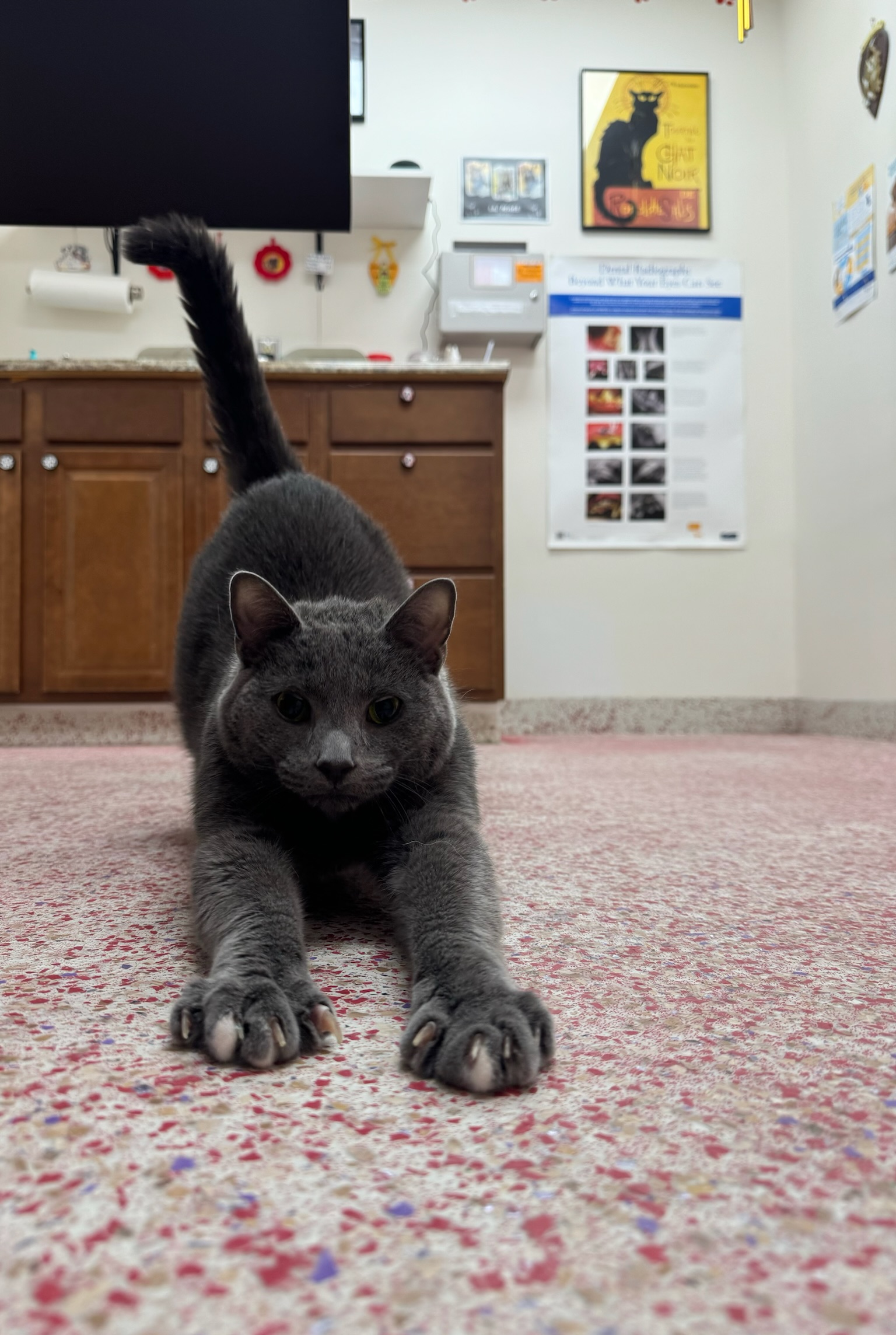 Silas, a Adoptable Domestic Short Hair in Richboro, PA image 4/6