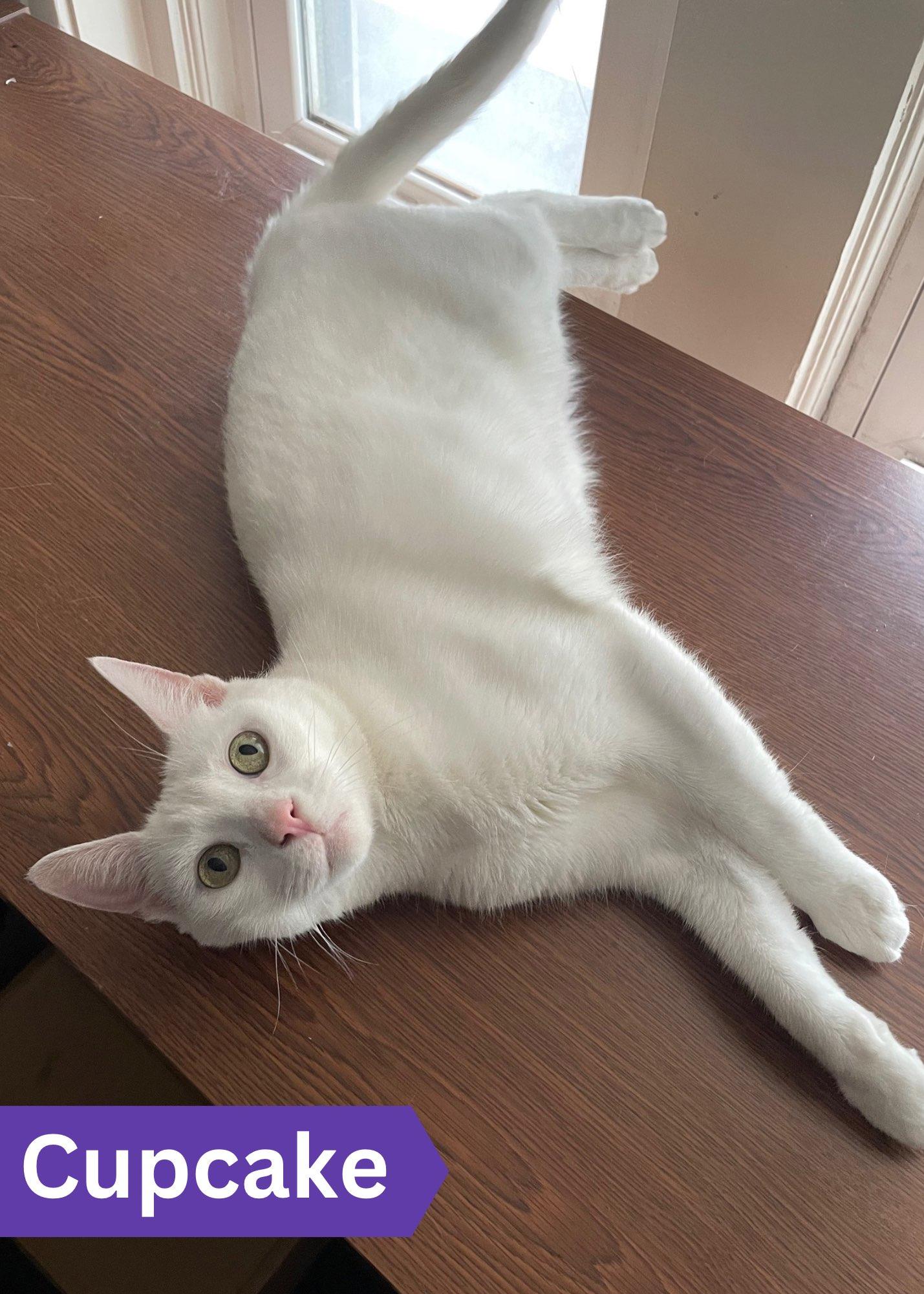 Cupcake, a Adoptable Domestic Short Hair in Penfield, NY image 1/5