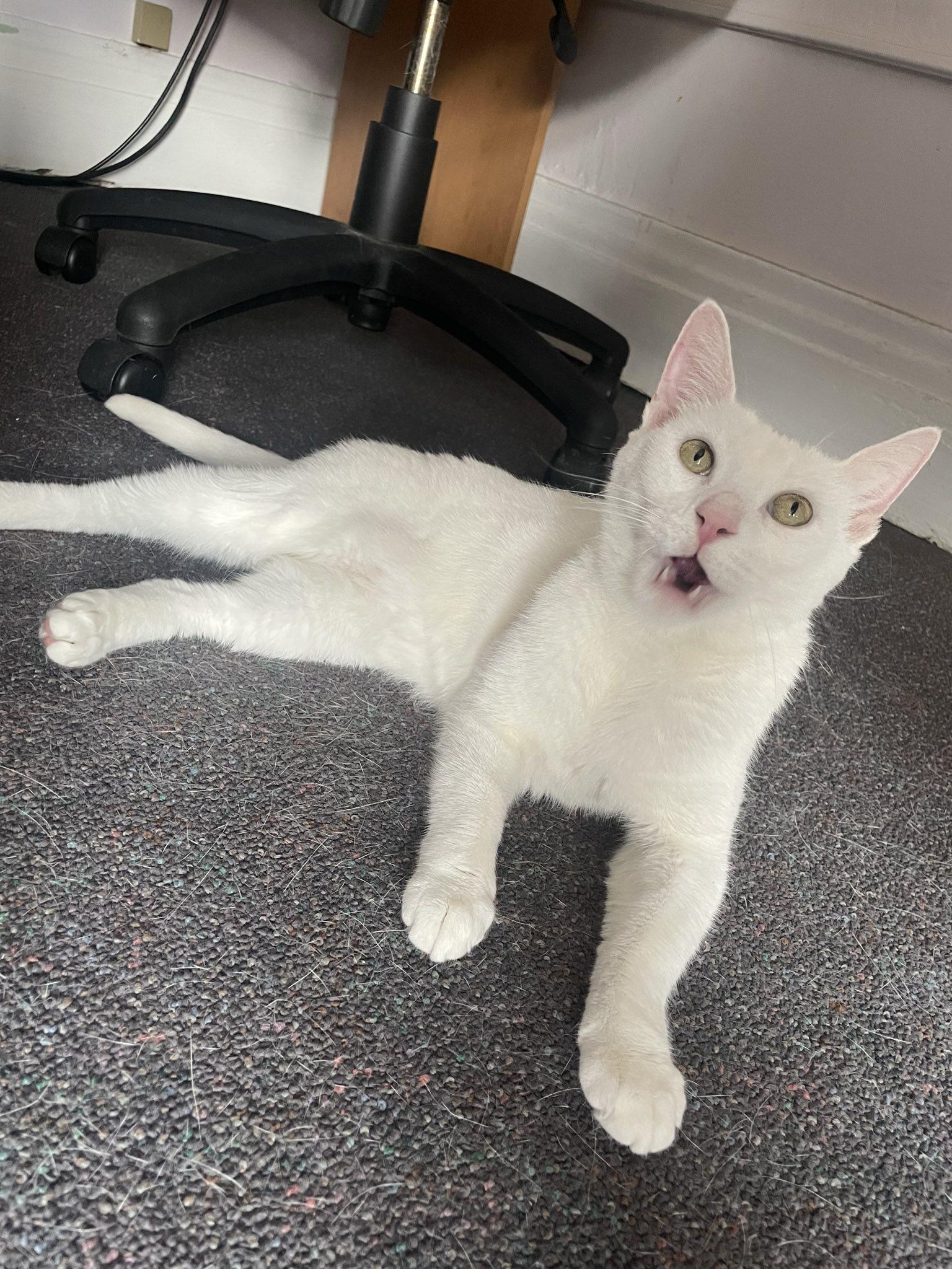 Cupcake, a Adoptable Domestic Short Hair in Penfield, NY image 3/5