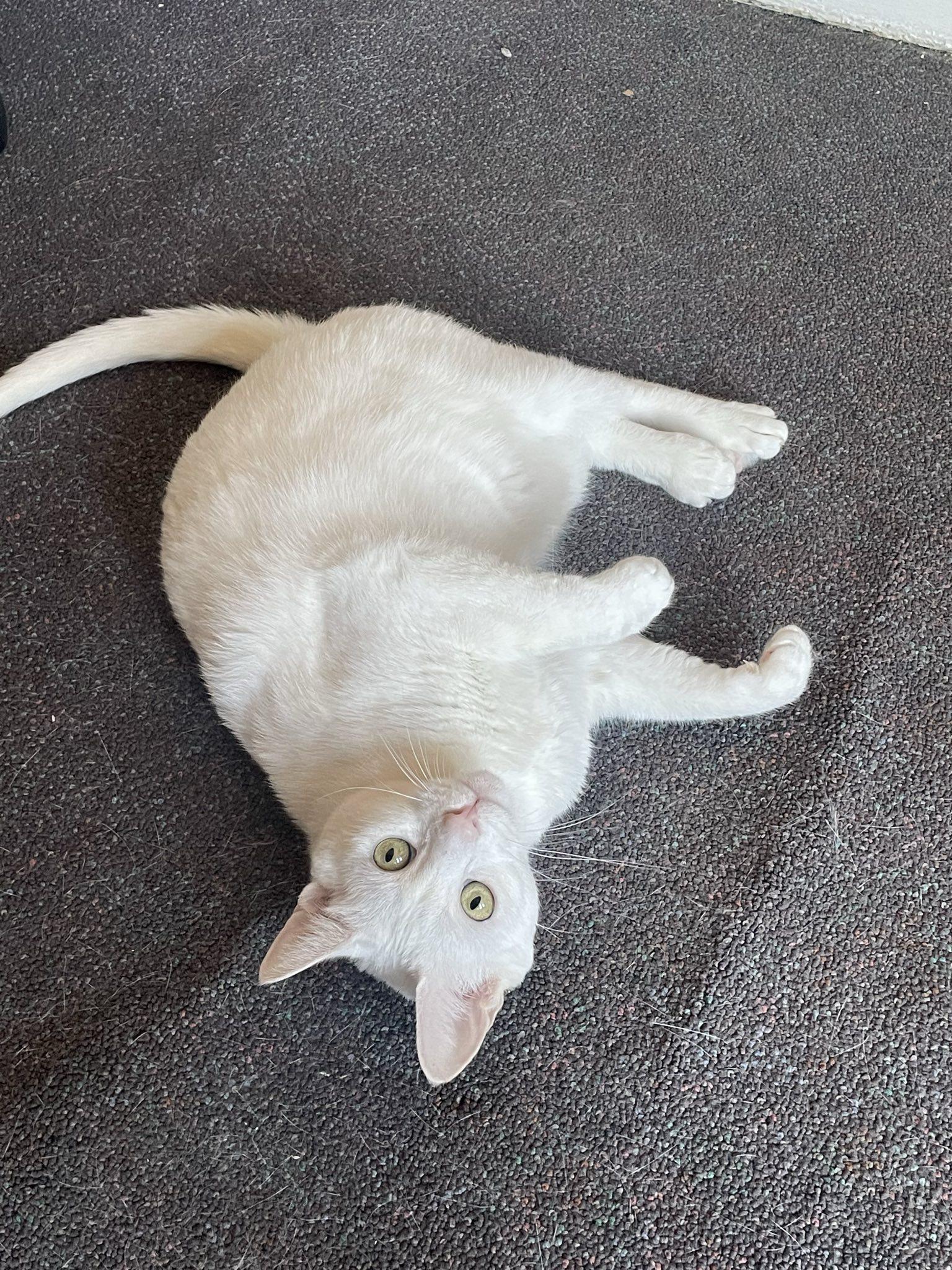 Cupcake, a Adoptable Domestic Short Hair in Penfield, NY image 5/5