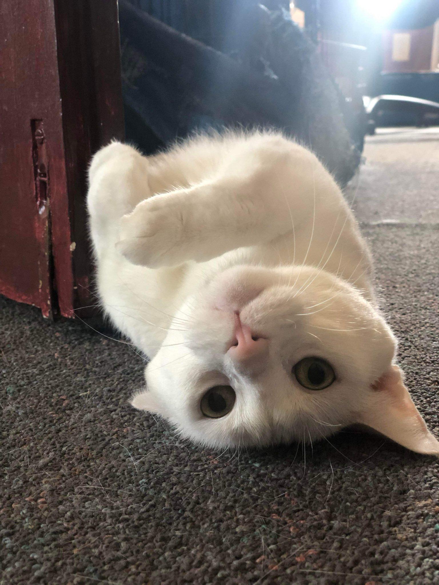 Cupcake, a Adoptable Domestic Short Hair in Penfield, NY image 2/5