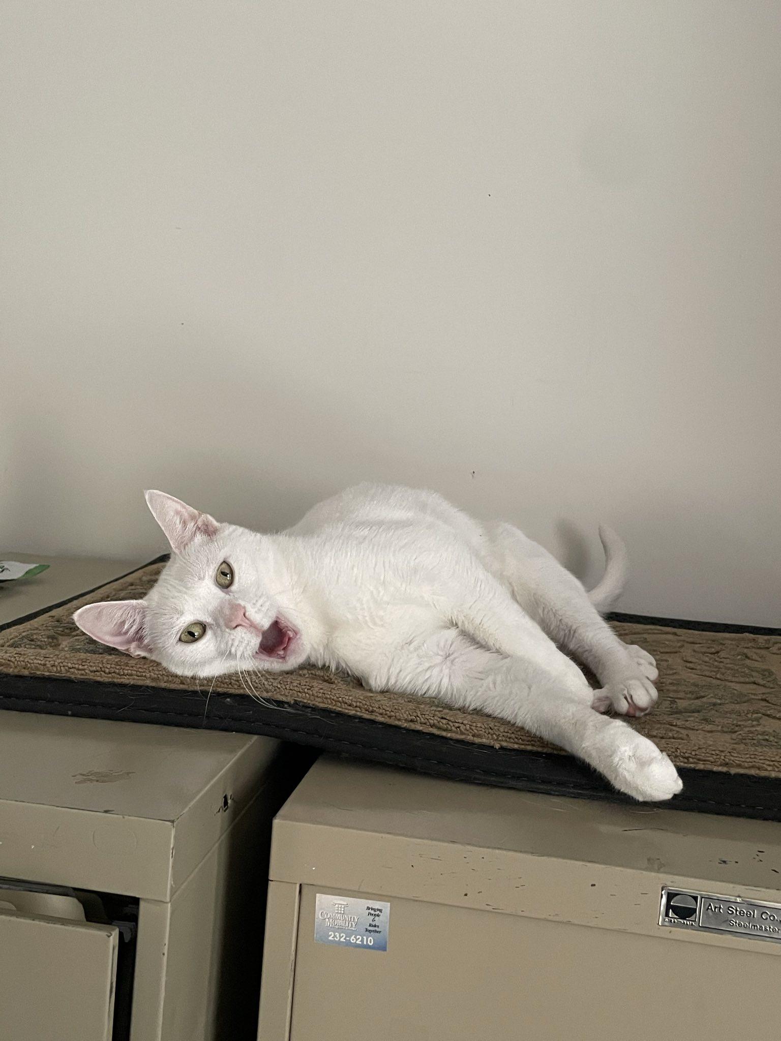 Cupcake, a Adoptable Domestic Short Hair in Penfield, NY image 4/5