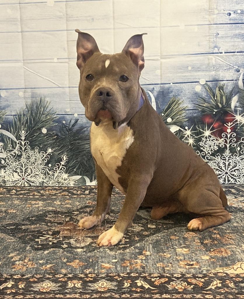 SCRAPPY, Adoptable, Adult Male Pit Bull Terrier.