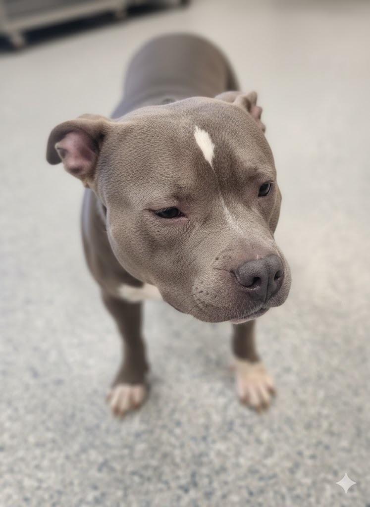 Enlarge SCRAPPY, a Adoptable Pit Bull Terrier in Athens, AL image 1/3