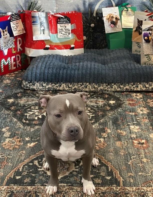 Enlarge SCRAPPY, a Adoptable Pit Bull Terrier in Athens, AL image 3/3