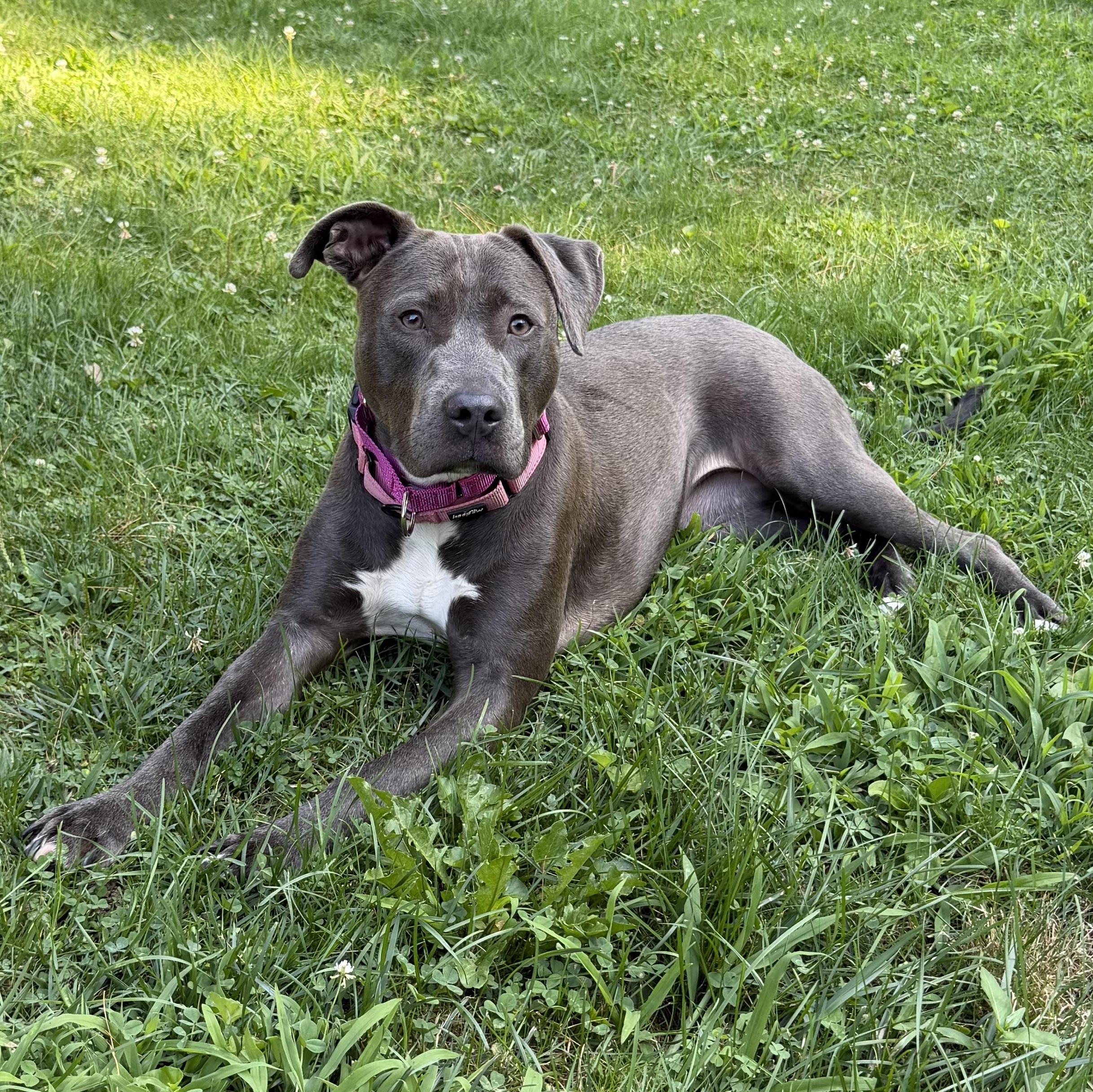 Enlarge Penny, a ADOPTABLE mixed breed in Pelham, NH image 3/5